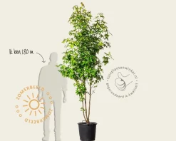 Liquidambar styraciflua - meerstammig