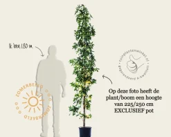 Liquidambar styraciflua 'Slender Silhouette'