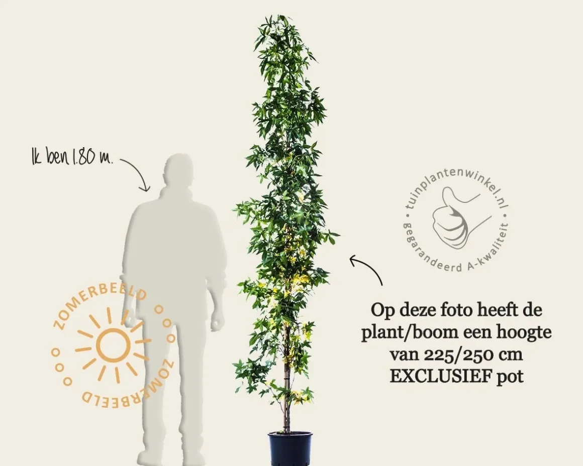 Liquidambar styraciflua 'Slender Silhouette'