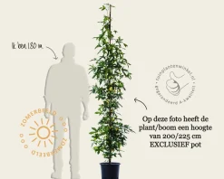 Liquidambar styraciflua 'Slender Silhouette'