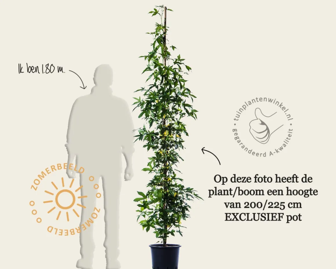 Liquidambar styraciflua 'Slender Silhouette'