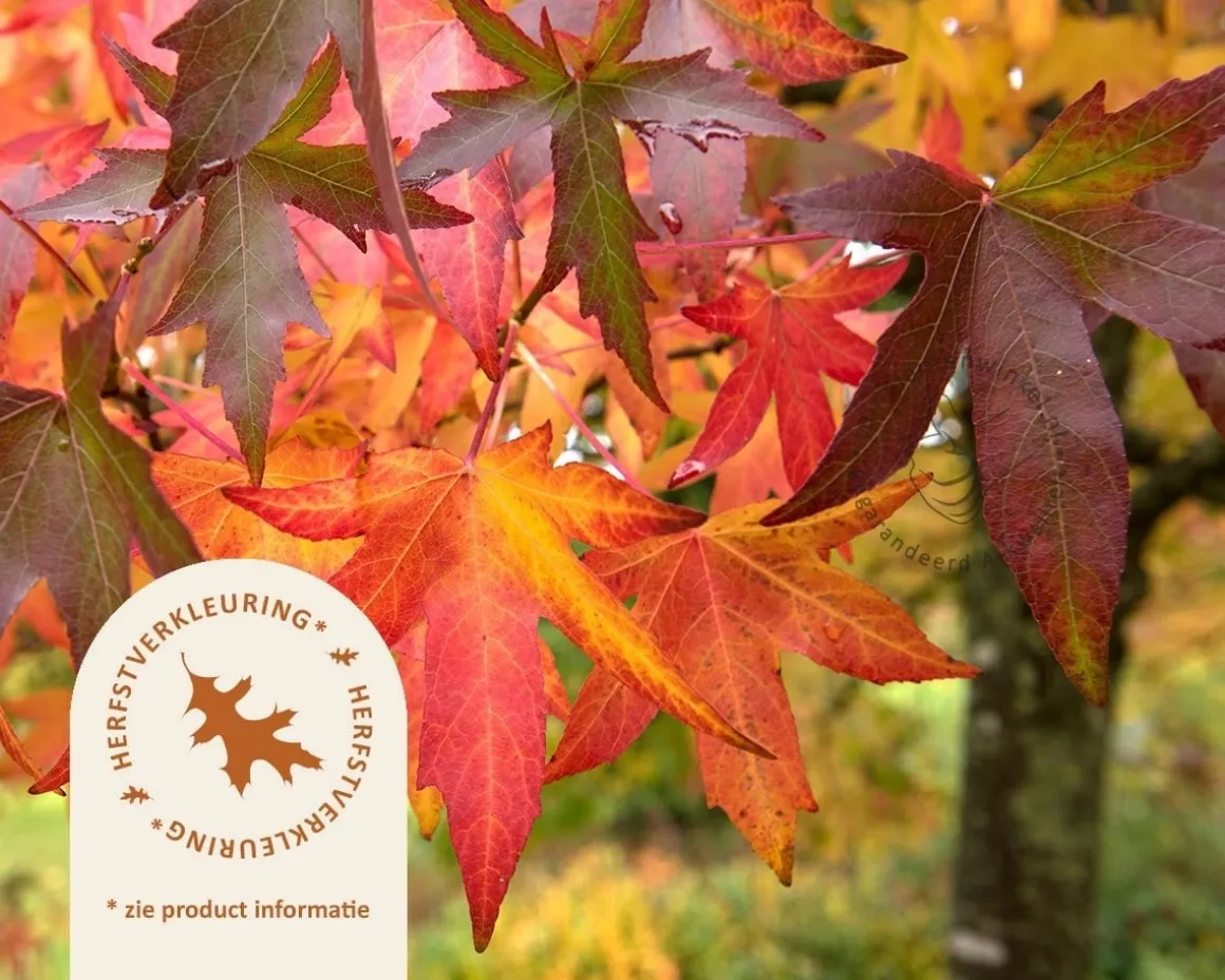 Liquidambar styraciflua 'Worplesdon'
