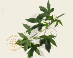 Liquidambar styraciflua 'Worplesdon' - beveerd