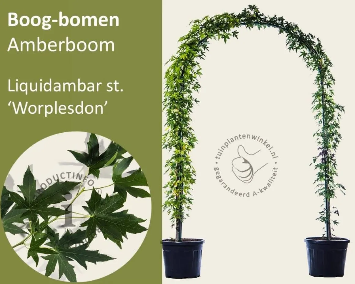 Liquidambar styraciflua 'Worplesdon' - Boogvorm set