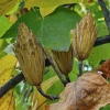 Liriodendron tulipifera