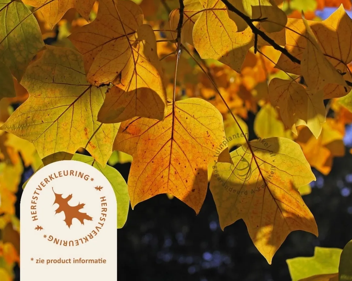 Liriodendron tulipifera