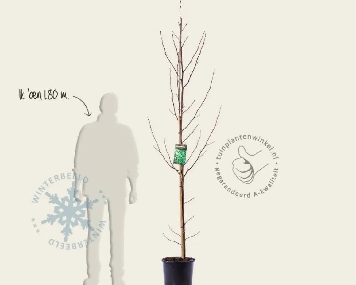 Liriodendron tulipifera