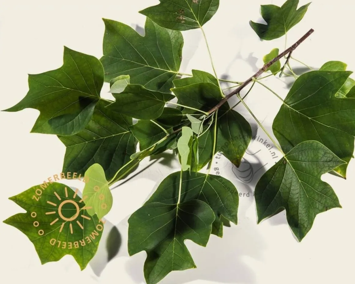 Liriodendron tulipifera