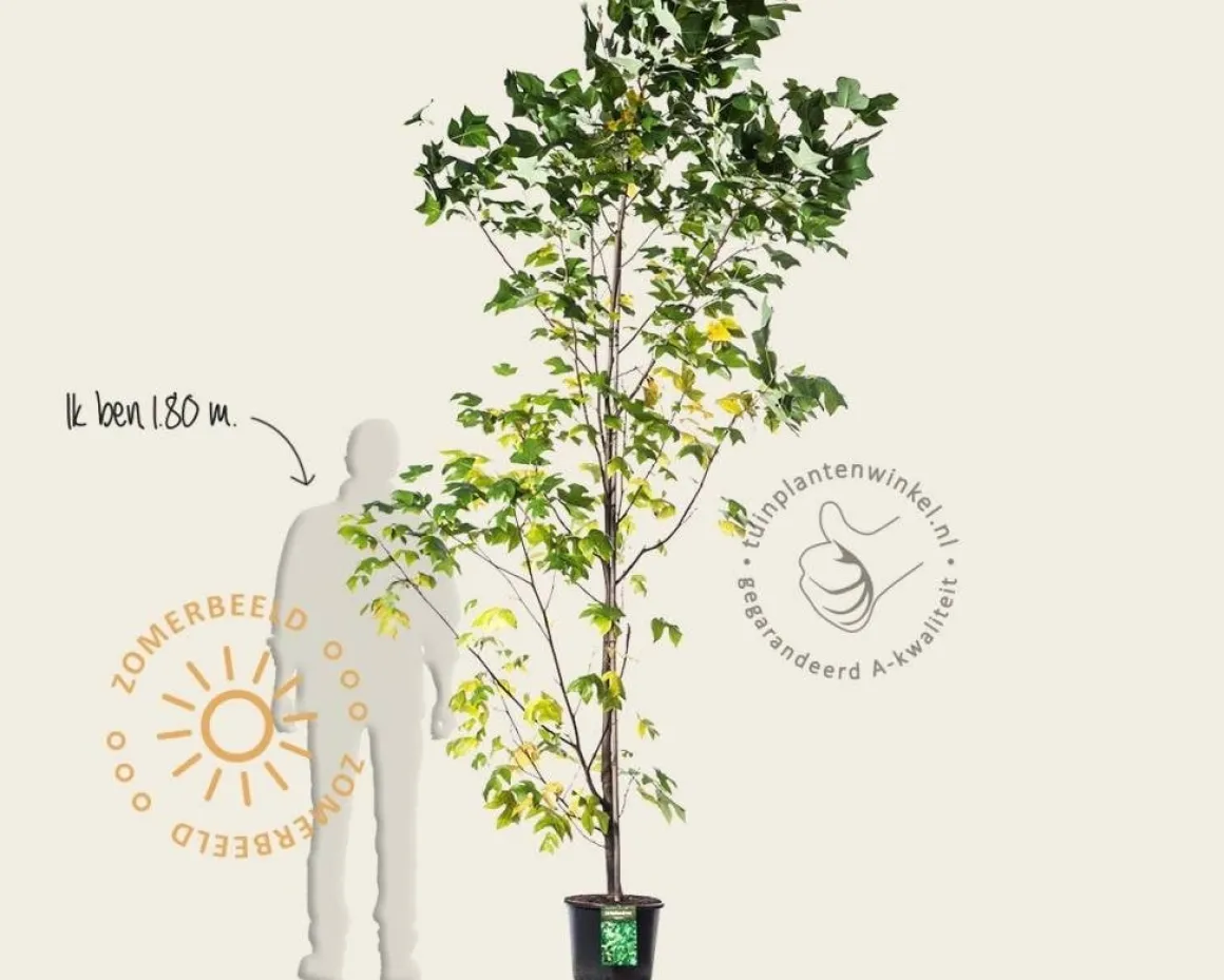 Liriodendron tulipifera