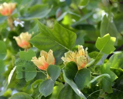Liriodendron tulipifera