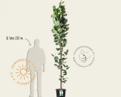 Liriodendron tulipifera 'Fastigiatum'