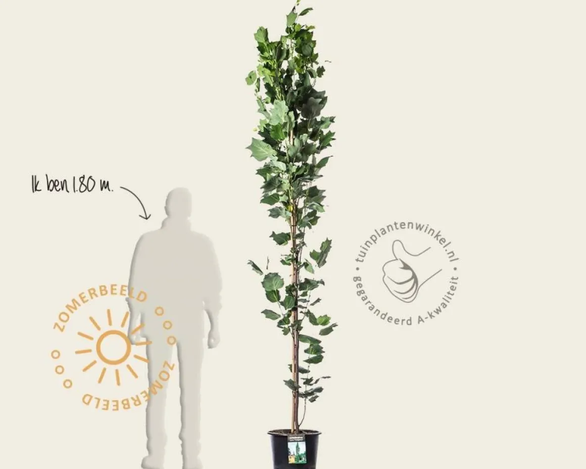 Liriodendron tulipifera 'Fastigiatum'