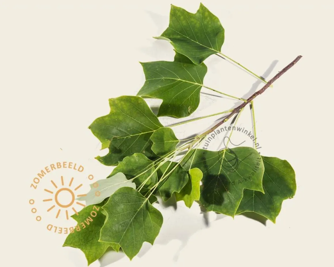 Liriodendron tulipifera 'Fastigiatum'