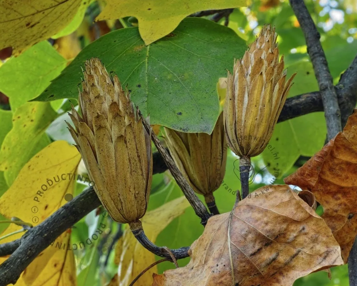 Liriodendron tulipifera - XL