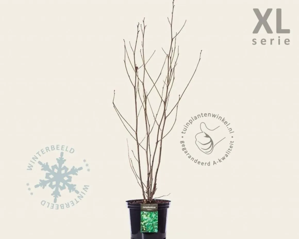 Liriodendron tulipifera - XL