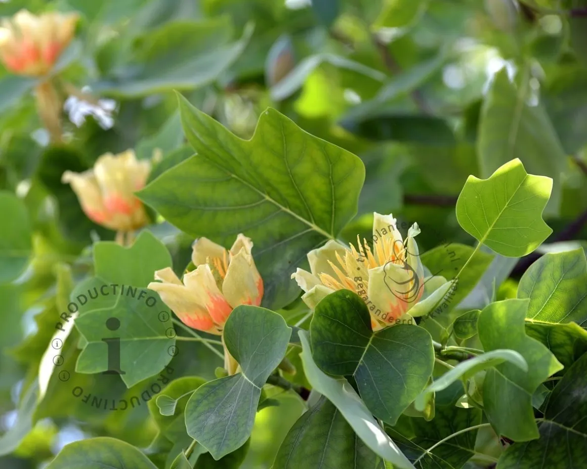 Liriodendron tulipifera - XL+