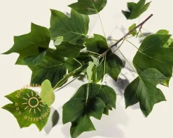 Liriodendron tulipifera - XL+