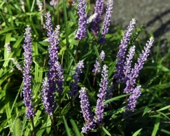 Liriope muscari 'Ingwersen'