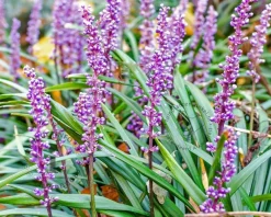 Liriope muscari 'Lilac Wonder'