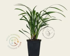 Liriope muscari 'Moneymaker'