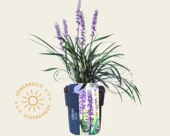 Liriope muscari 'Moneymaker'