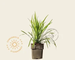 Liriope muscari 'Monroe White'
