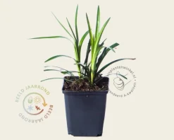 Liriope muscari 'Monroe White'
