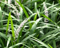 Liriope muscari 'Monroe White'
