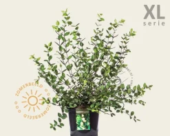 Lonicera fragrantissima - XL