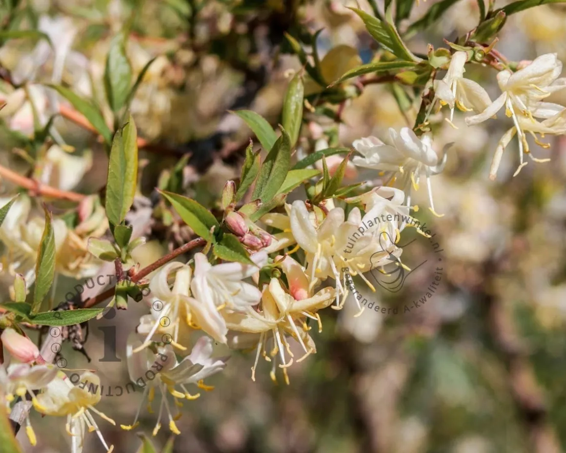Lonicera fragrantissima - XL