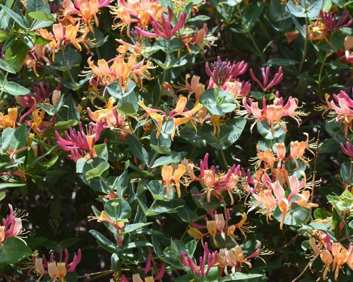 Lonicera heckrottii 'American Beauty'