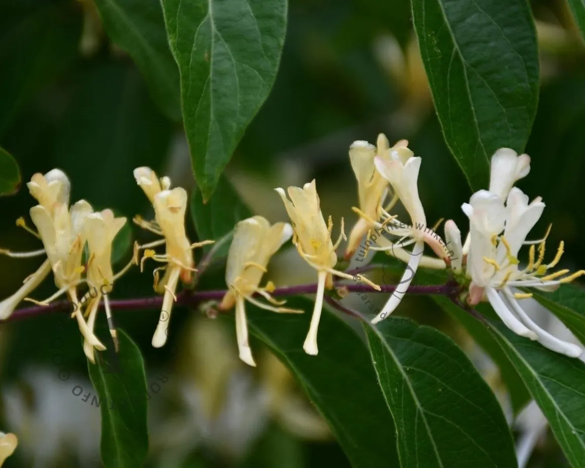 Lonicera henryi