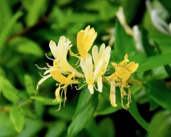 Lonicera henryi 'Copper Beauty'