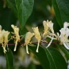 Lonicera henryi - XL