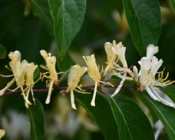 Lonicera henryi - XL