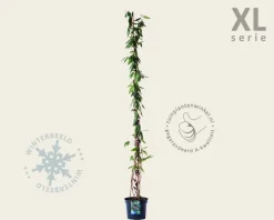 Lonicera henryi - XL