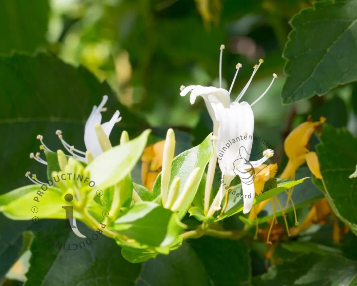 Lonicera japonica 'Hall's Prolific'