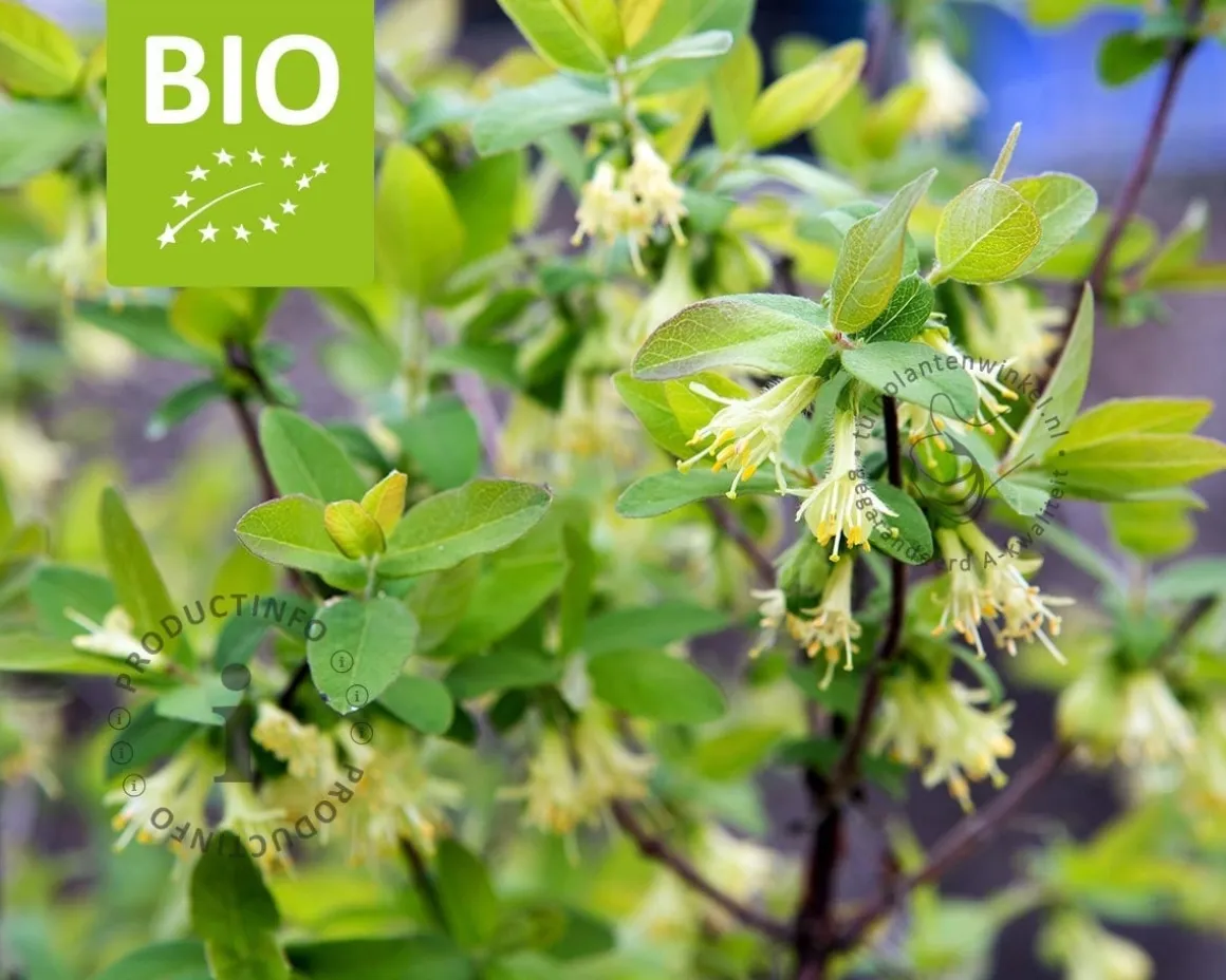 Lonicera kamtschatica 'Duet' - BIO