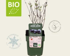 Lonicera kamtschatica 'Duet' - BIO