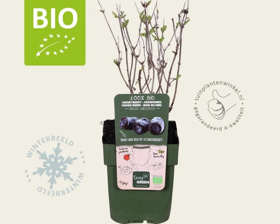 Lonicera kamtschatica 'Duet' - BIO