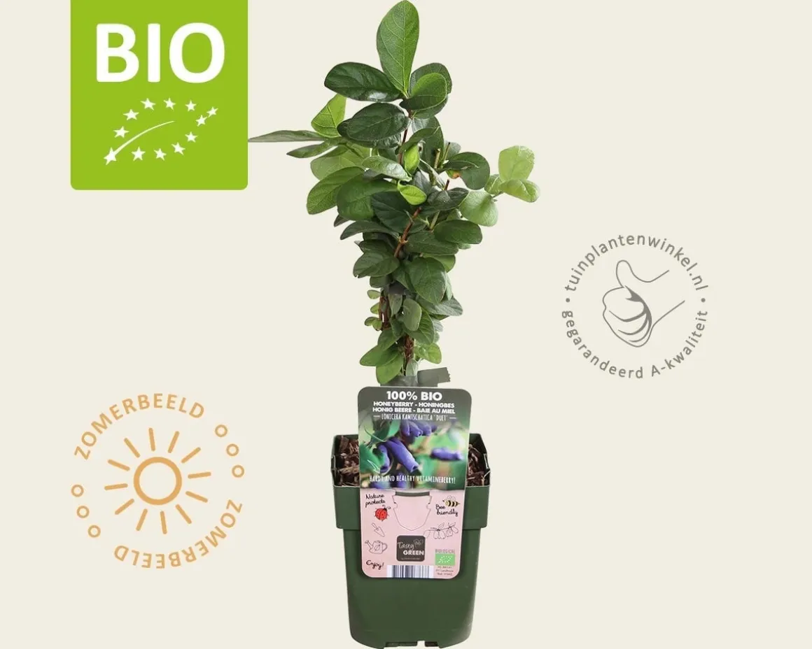 Lonicera kamtschatica 'Duet' - BIO