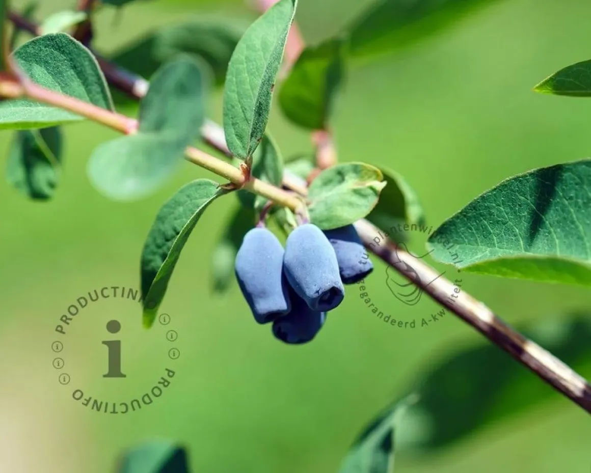 Lonicera kamtschatica 'Fialka'