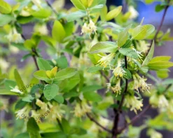 Lonicera kamtschatica 'Fialka'