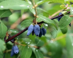 Lonicera kamtschatica 'Morena'