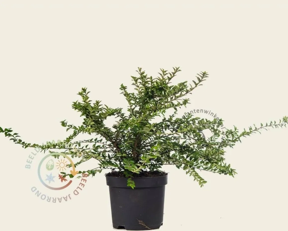 Lonicera nitida 'Maigrun'