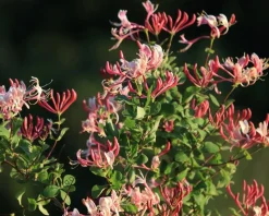Lonicera periclymenum 'Belgica' - XL