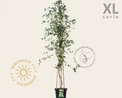 Lonicera periclymenum 'Belgica' - XL