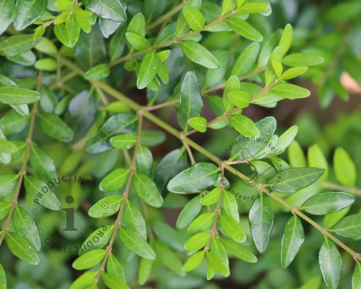 Lonicera pileata