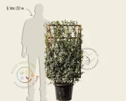 Lonicera pileata- In rek 070x120 cm