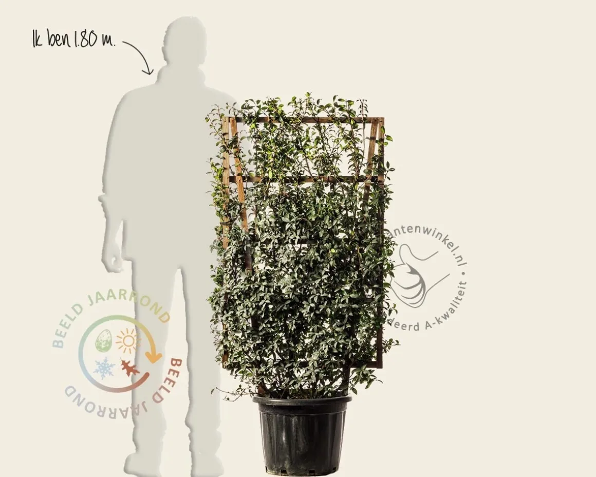 Lonicera pileata- In rek 070x120 cm